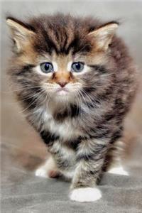 Kitten