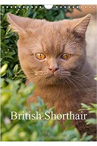 British Shorthair 2017