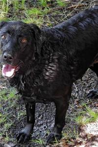 Black Labrador Lab Retreiver All Wet Dog Journal