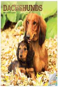 Dachshunds 2022 Square