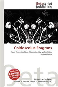 Cnidoscolus Fragrans