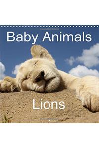 Baby Animals - Lions 2017
