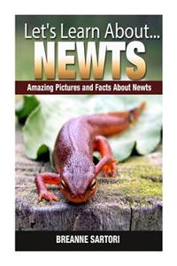 Newts: Amazing Pictures and Facts about Newts