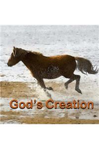 God's Creation