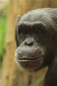 Hello There! Sweet Chimpanzee Monkey Journal