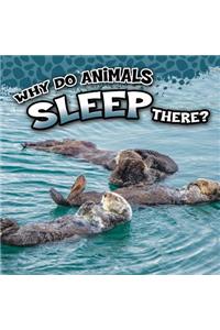 Why Do Animals Sleep There?