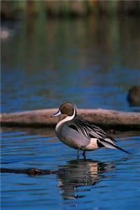 Northern Pintail Duck (Anas Acuta) Journal