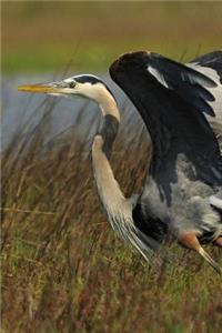 Tricolored Heron Bird Journal (Egretta Tricolor)