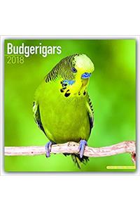 Budgerigars Calendar 2018