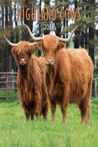 2022 HIGHLAND COWS