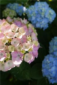 Hydrangea Flower Garden in Kumamoto, Japan Journal