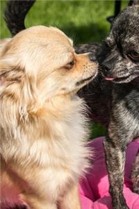 A Pair of Chihuahua Dogs in Love Journal