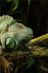 Iguana Notebook
