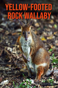 Yellow-footed Rock Wallaby