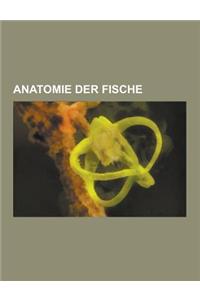 Anatomie Der Fische