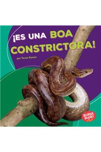 ¡es Una Boa Constrictora! (It's a Boa Constrictor!)