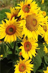 Beautiful Sunflowers in Spring Journal