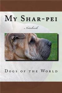 My Shar-pei