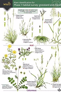 Plant Identification for Phase 1 Habitat Survey: Grassland and Marsh