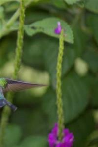 Hummingbird Notebook