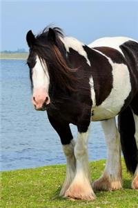 Irish Cob Horse by the Water Journal