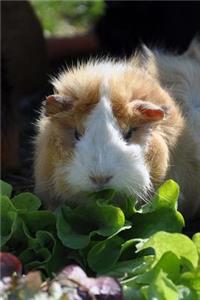 Brown and White Guinea Pig Enjoying a Salad Journal