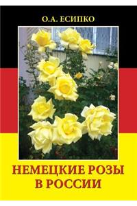 German rose in Russia