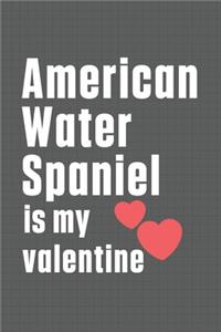 American Water Spaniel is my valentine