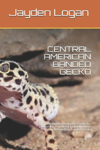 Central American Banded Gecko