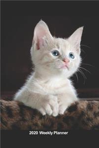 Plan On It 2020 Weekly Calendar Planner - Portrait Of A White Kitten