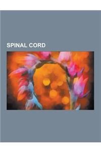 Spinal Cord
