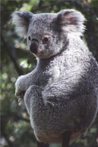 Say Hello to the Queensland Koala Journal