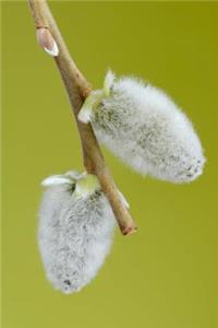 Two Flowering Catkins from a Goat Willow Tree Journal