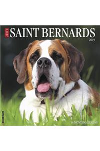 Just Saint Bernards 2019 Wall Calendar (Dog Breed Calendar)