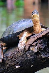 Turtle on a Log Over the River Journal