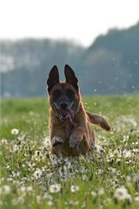 Belgian Shepherd Dog Malinois Running Through a Dandelion Field Journal