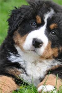 Bernese Mountain Dog Puppy in the Grass Covered in Snow Journal