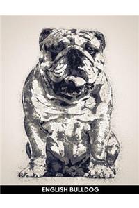 English Bulldog