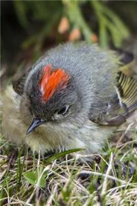 Chipping Sparrow (Spizella Passerina) Bird Journal
