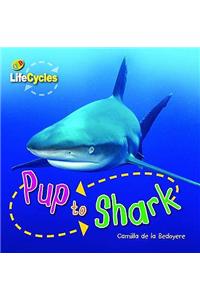 Lifecycles: Pup to Shark