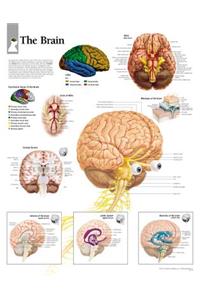 Brain Paper Poster