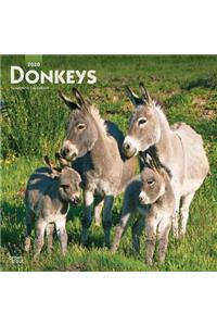 Donkeys 2020 Square