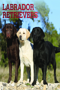 Labrador Retrievers 2023 Square Foil
