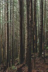 Spindly Pine Tree Forest