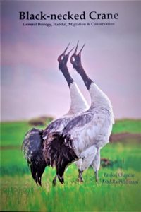 Black-necked Crane