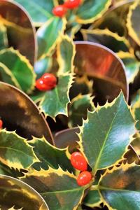 Holly Berries Journal