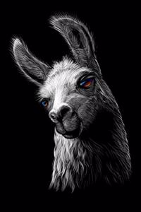 Llama Notebook