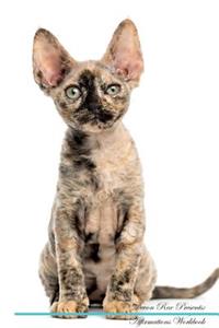 Devon Rex Affirmations Workbook Devon Rex Presents