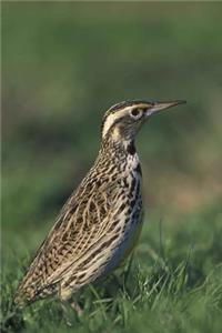 Montana State Bird - Western Meadowlark Journal: 150 page lined notebook/diary