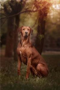 Rhodesian Ridgeback